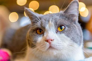 新款PS4模拟器Obliteration公布 仍处于早期开发阶段